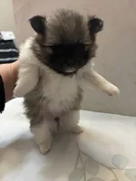 Boysenberry, a female Pomeranian for sale in Edmond, OK – Photo 4 of 9