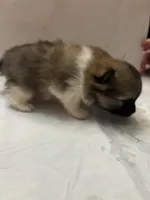 Boysenberry, a female Pomeranian for sale in Edmond, OK – Photo 3 of 9