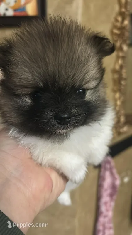 Boysenberry, a female Pomeranian for sale in Edmond, OK – Photo 1 of 9