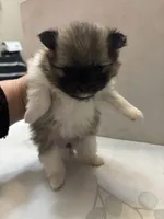 Boysenberry, a female Pomeranian for sale in Edmond, OK – Photo 7 of 9