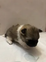 Boysenberry, a female Pomeranian for sale in Edmond, OK – Photo 9 of 9