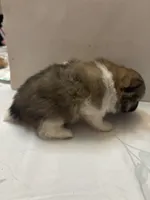 Boysenberry, a female Pomeranian for sale in Edmond, OK – Photo 5 of 9