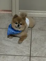Chip , a male Pomeranian for sale in Edmond, OK – 6 of 7