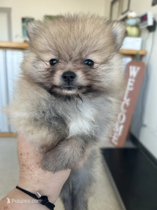 Pancake – Pomeranian puppy for sale in Edmond, OK
