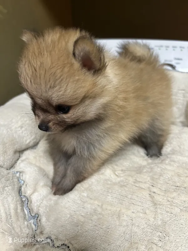 Pancake – Pomeranian puppy for sale in Edmond, OK