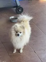 Chip , a male Pomeranian for sale in Edmond, OK – 7 of 7