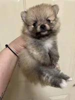 Muffin, a male Pomeranian for sale in Edmond, OK – 2 of 5