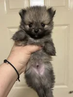 Chip , a male Pomeranian for sale in Edmond, OK – 5 of 7