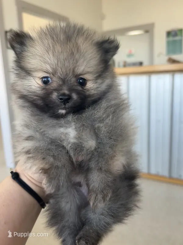 Chip  – Pomeranian puppy for sale in Edmond, OK