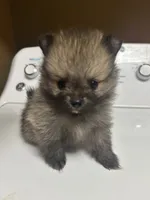 Chip , a male Pomeranian for sale in Edmond, OK – 3 of 7