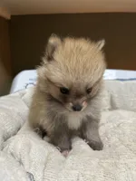 Pancake, a male Pomeranian for sale in Edmond, OK – 4 of 4