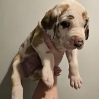 Tomahawk, a male Great Dane for sale in Loganville, GA – 3 of 3