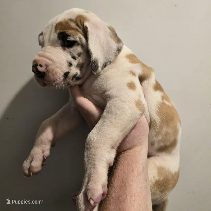 Tomahawk – Great Dane puppy for sale in Loganville, GA