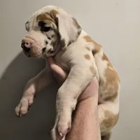 Tomahawk, a male Great Dane for sale in Loganville, GA – 1 of 3