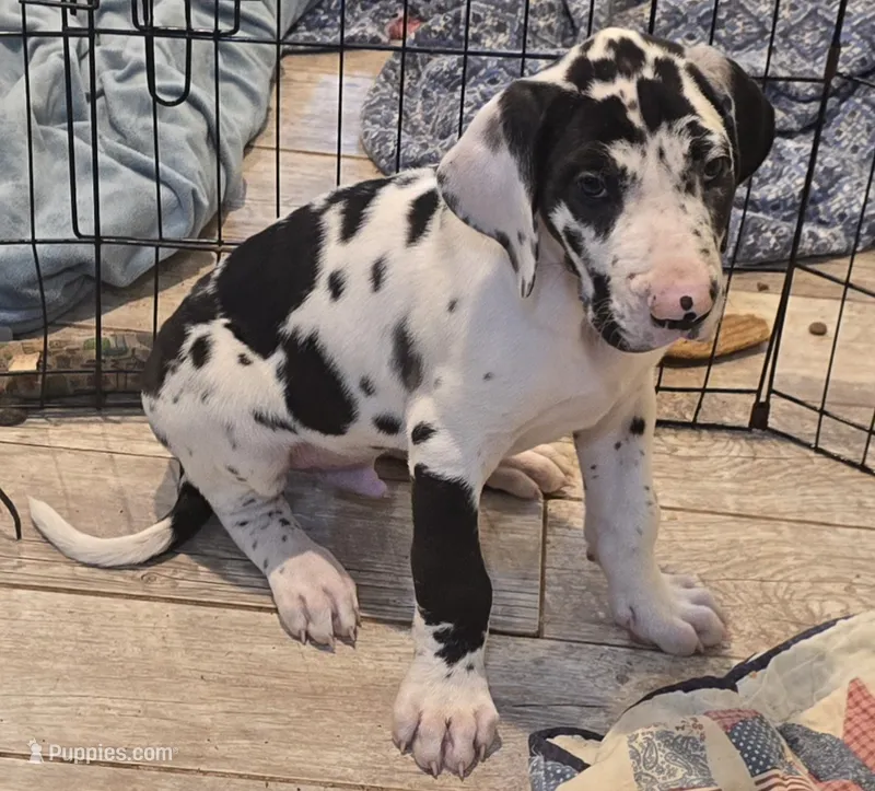 Diesel – Great Dane puppy for sale in Loganville, GA