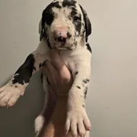 Tank, a male Great Dane for sale in Loganville, GA – 1 of 4
