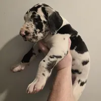 Tank, a male Great Dane for sale in Loganville, GA – 3 of 4