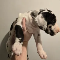 Tank, a male Great Dane for sale in Loganville, GA – 4 of 4