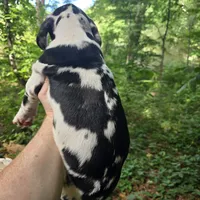 Diesel, a male Great Dane for sale in Loganville, GA – 2 of 3