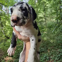 Diesel, a male Great Dane for sale in Loganville, GA – 3 of 3