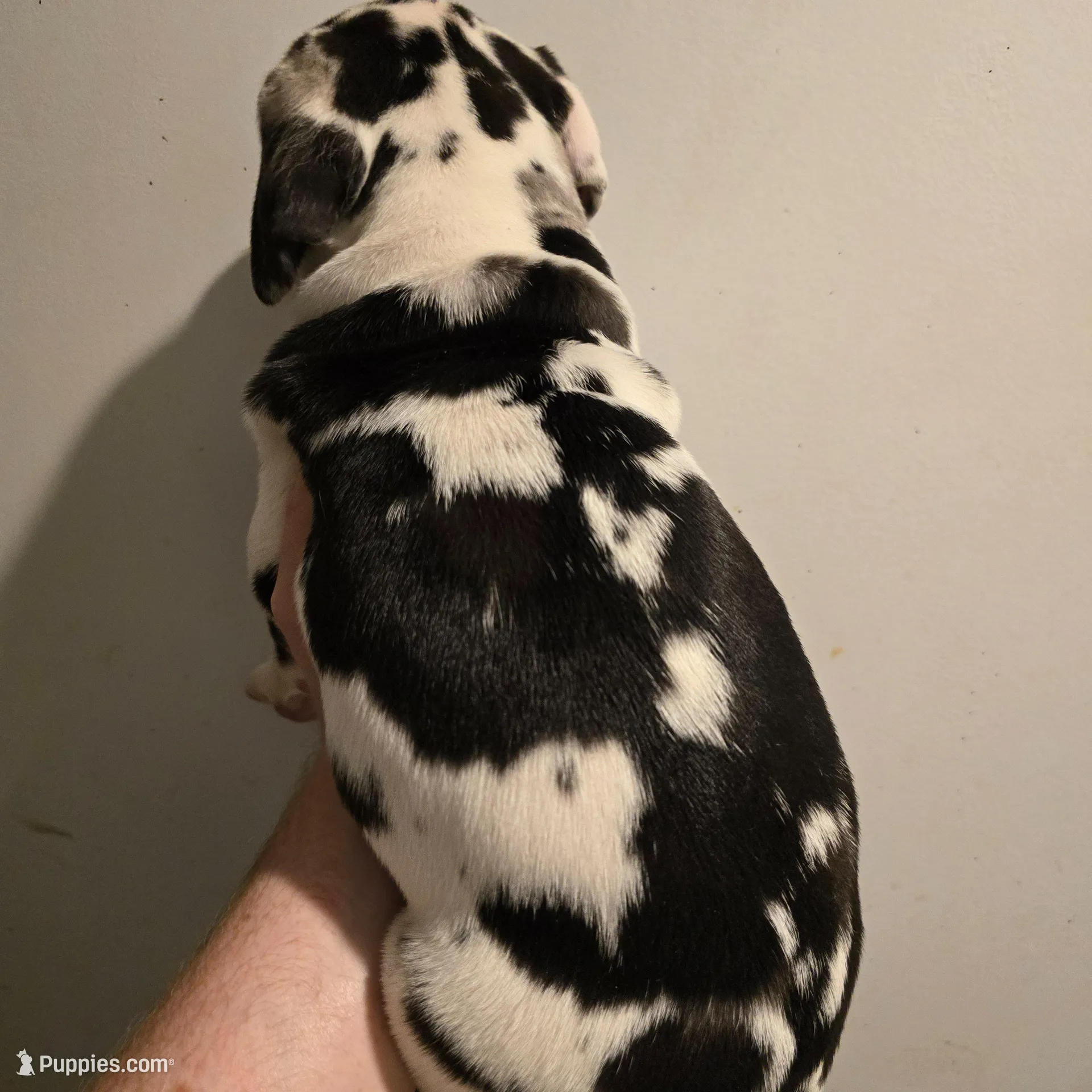 Tank, a male Great Dane for sale in Loganville, GA – 2 of 4