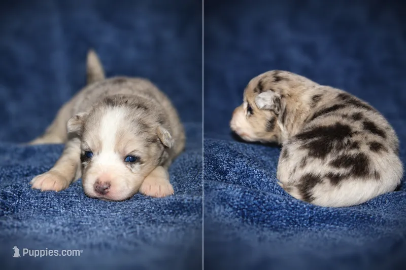 Skye – Pomsky puppy for sale in Cypress, IL