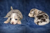 Skye, a female Pomsky for sale in Cypress, IL – 1 of 2