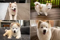 Finn, a male Pomsky for sale in Cypress, IL – 2 of 3