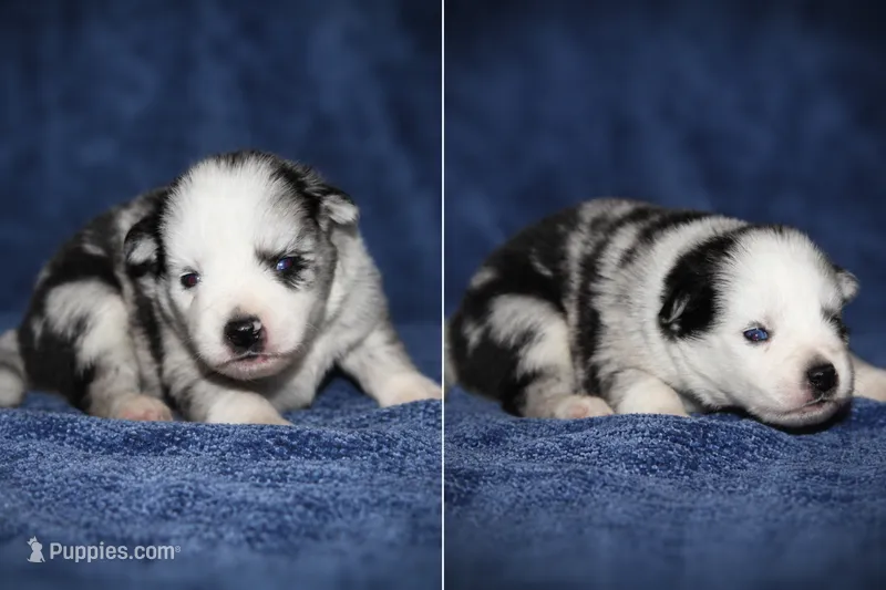 Oakley – Pomsky puppy for sale in Cypress, IL