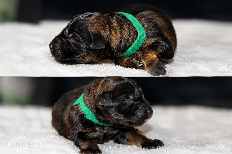 Green – German Shepherd Dog puppy for sale in Cypress, IL