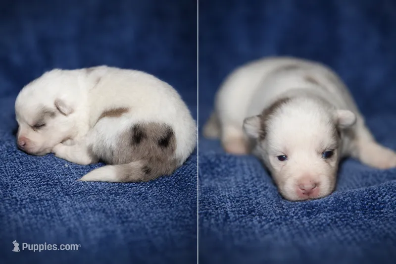 Willow  – Pomsky puppy for sale in Cypress, IL