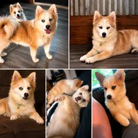 Jasper, a male Pomsky for sale in Cypress, IL – 2 of 2