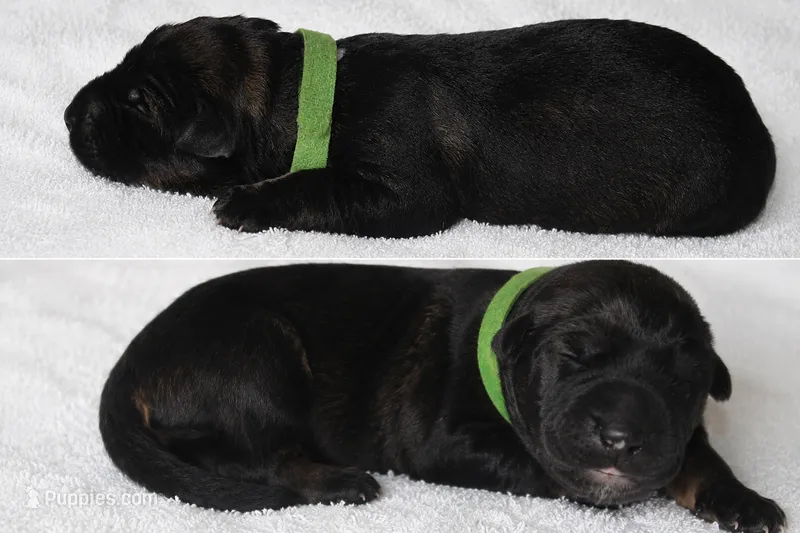 Lime  – German Shepherd Dog puppy for sale in Cypress, IL