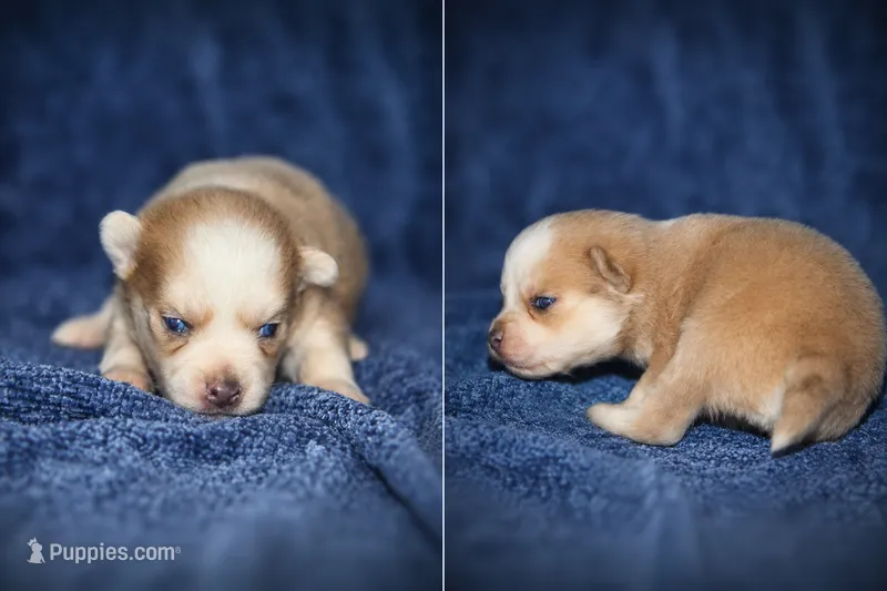 Jasper, a male Pomsky for sale in Cypress, IL – 1 of 2