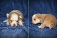 Jasper, a male Pomsky for sale in Cypress, IL – 1 of 2