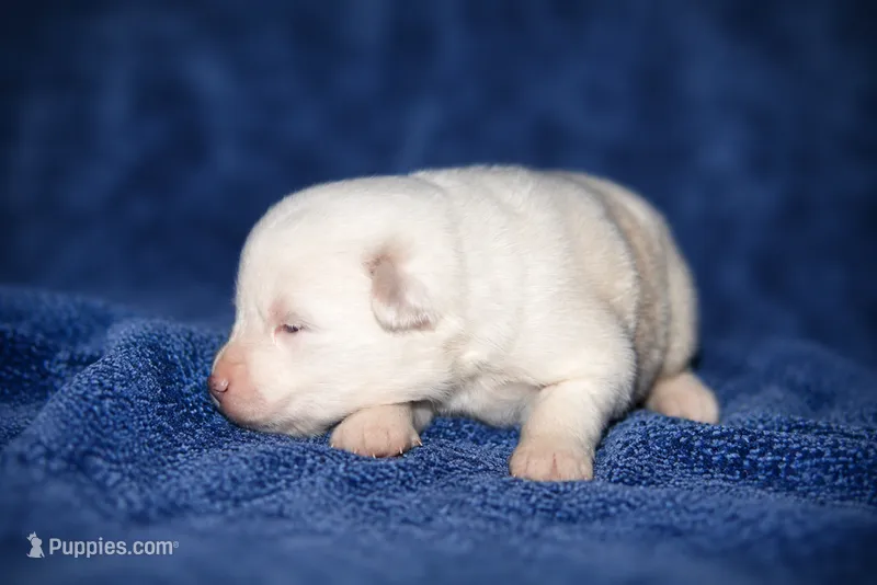 Finn – Pomsky puppy for sale in Cypress, IL