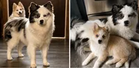Skye, a female Pomsky for sale in Cypress, IL – 2 of 2