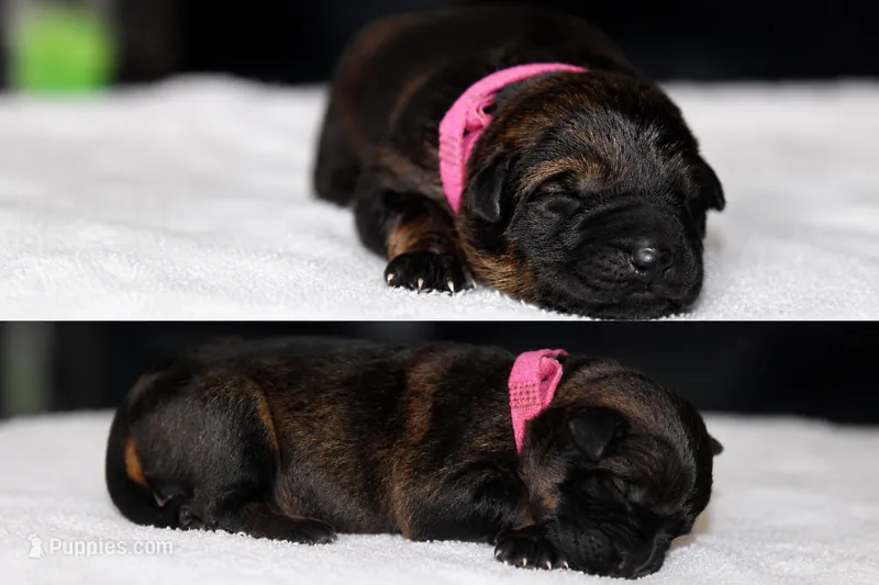 Pink  – German Shepherd Dog puppy for sale in Cypress, IL
