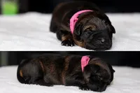 Pink , a female German Shepherd Dog for sale in Cypress, IL – 1 of 1