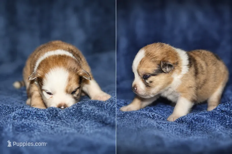 Bandit, a male Pomsky for sale in Cypress, IL – 1 of 1