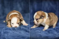 Bandit, a male Pomsky for sale in Cypress, IL – 1 of 1