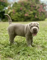 Biggie, a male Chinese Shar-Pei for sale in Wesley Chapel, FL – 1 of 8
