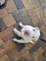 Suga, a female Chinese Shar-Pei for sale in Wesley Chapel, FL – 7 of 10