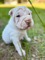 Snow, a female Chinese Shar-Pei for sale in Bradenton, FL – 3 of 3