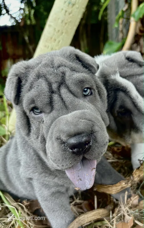 Peanut  – Chinese Shar-Pei puppy for sale in Wesley Chapel, FL