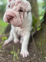 Suga, a female Chinese Shar-Pei for sale in Bradenton, FL – 4 of 4