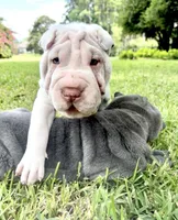 Suga, a female Chinese Shar-Pei for sale in Wesley Chapel, FL – 6 of 10