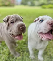 Biggie, a male Chinese Shar-Pei for sale in Wesley Chapel, FL – 2 of 8