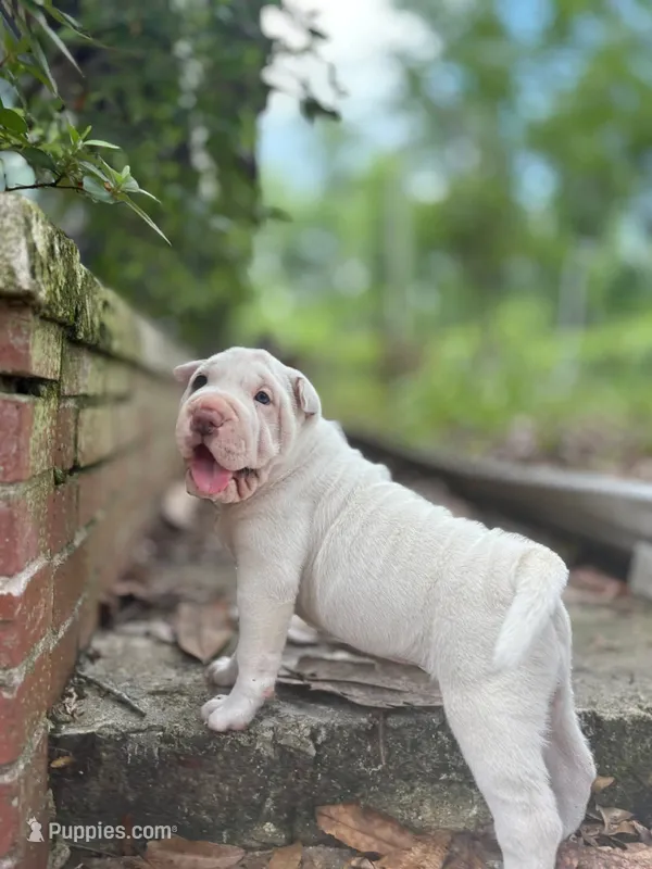 Suga – Chinese Shar-Pei puppy for sale in Bradenton, FL