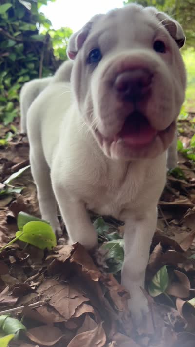 Suga, a female Chinese Shar-Pei for sale in Wesley Chapel, FL – 9 of 10
